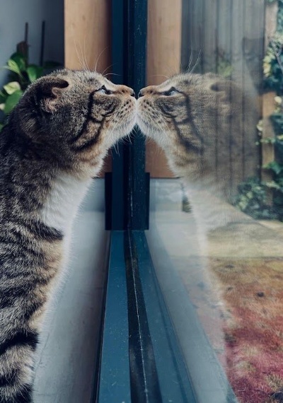 Image of cat and its reflection